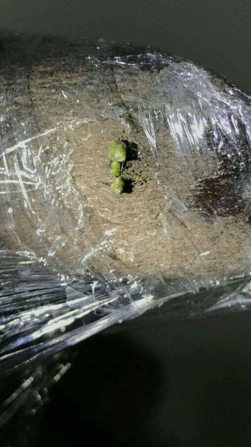 金弹子下山桩生桩发芽了