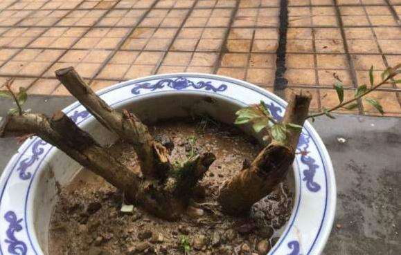 水杨梅下山桩生桩发芽了