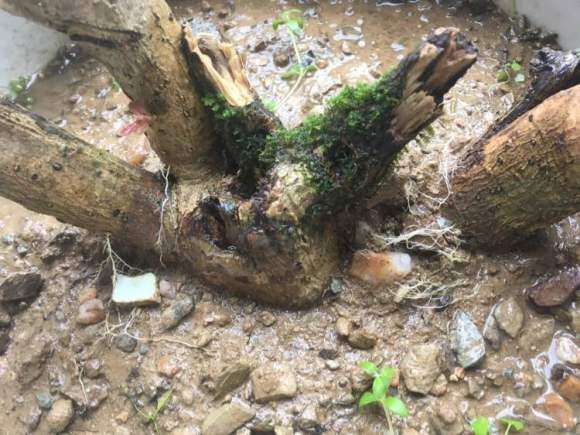 水杨梅下山桩生桩发芽了