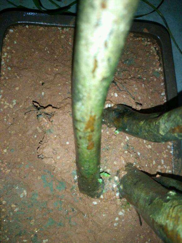 映山红下山桩栽了快2个月了