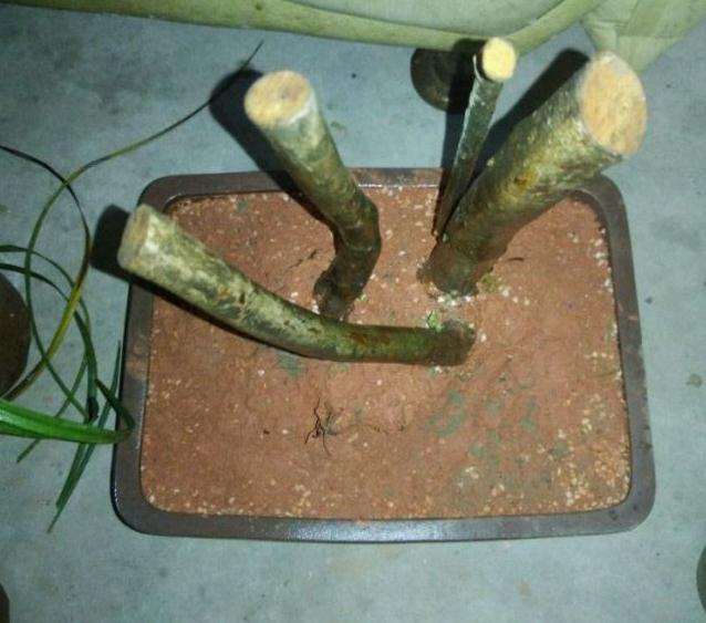 映山红下山桩栽了快2个月了