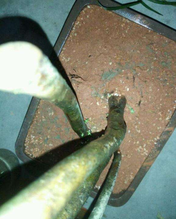 映山红下山桩栽了快2个月了