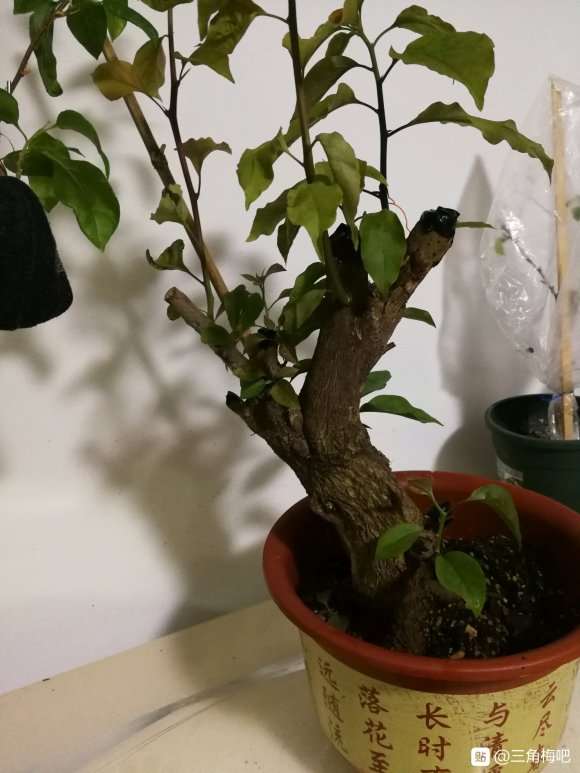 三角梅下山桩生桩发芽了