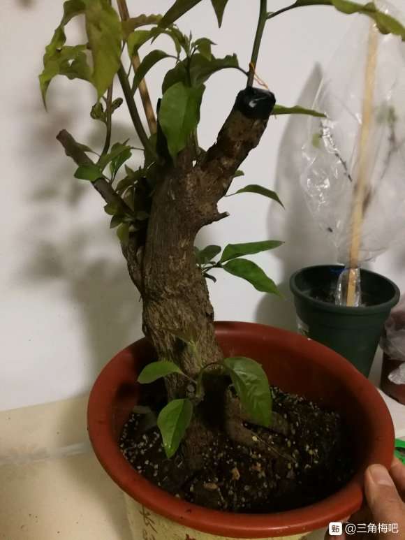 三角梅下山桩生桩发芽了