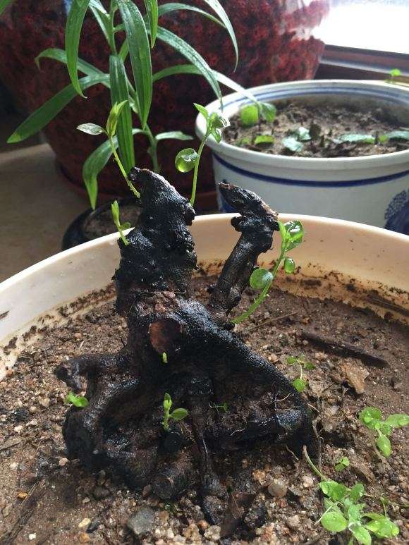 金弹子下山桩生桩发芽了