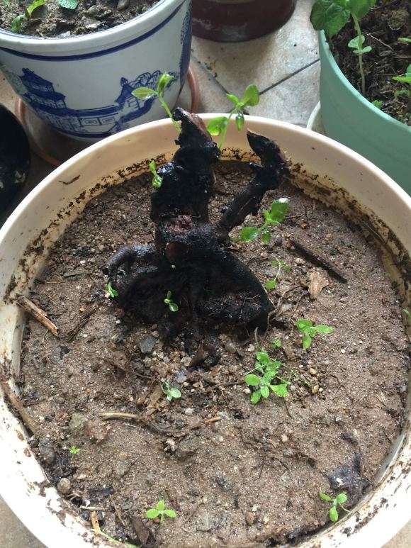 金弹子下山桩生桩发芽了