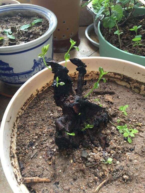 金弹子下山桩生桩发芽了