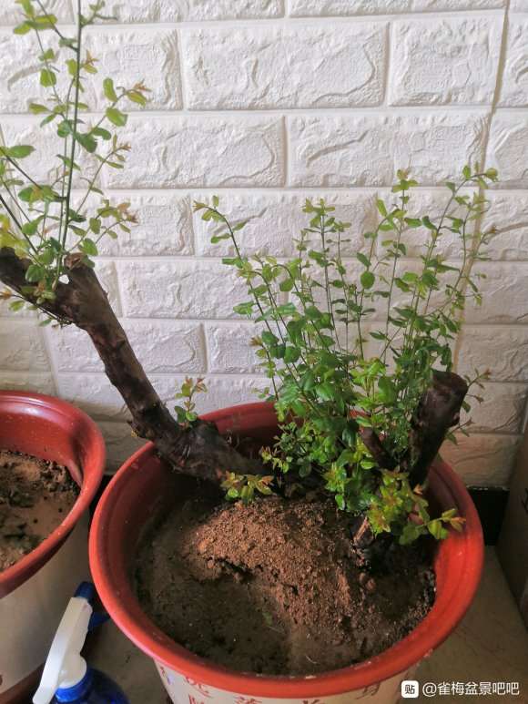 雀梅下山桩发芽还好吧