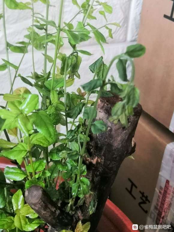 雀梅下山桩发芽还好吧