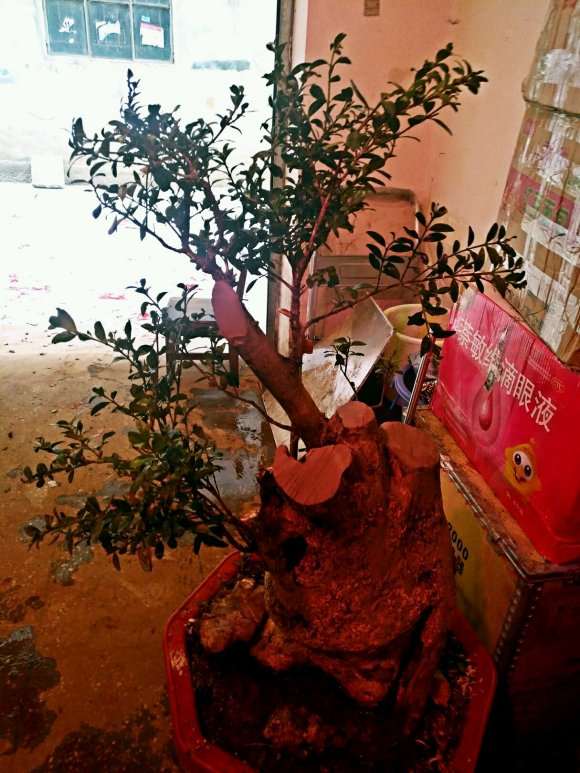 有什么办法让黄杨下山桩发芽长叶