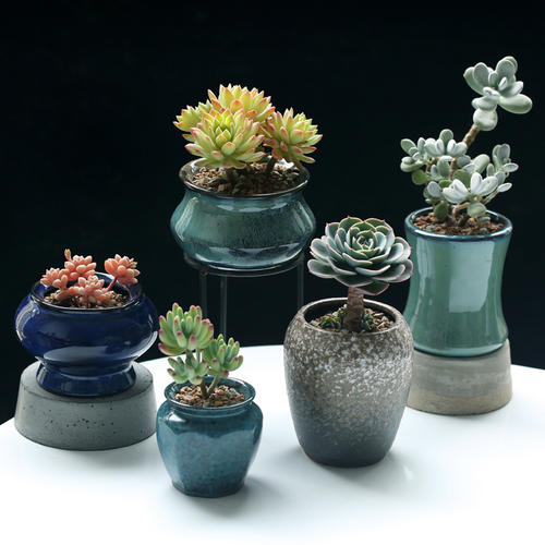 选择什么多肉摆放在家里