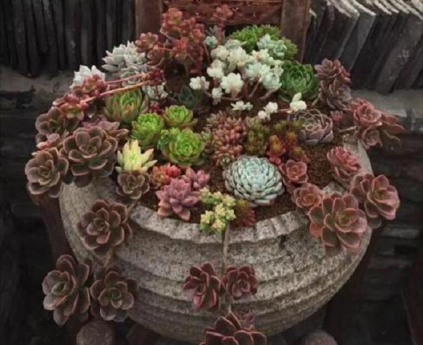 选择什么多肉摆放在家里