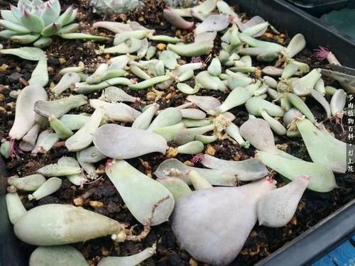 怎么摆放 多肉叶插容易成活