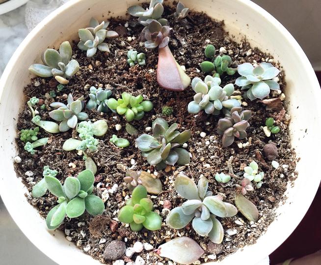 怎么摆放 多肉叶插容易成活