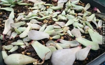 怎么摆放 多肉叶插容易成活 图片