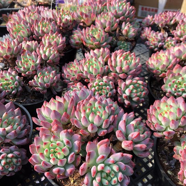 为什么蓝苹果多肉光照充足