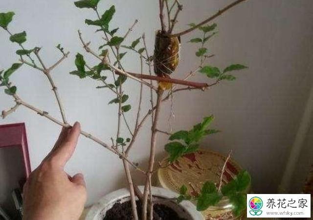 花卉压条怎么繁殖育苗
