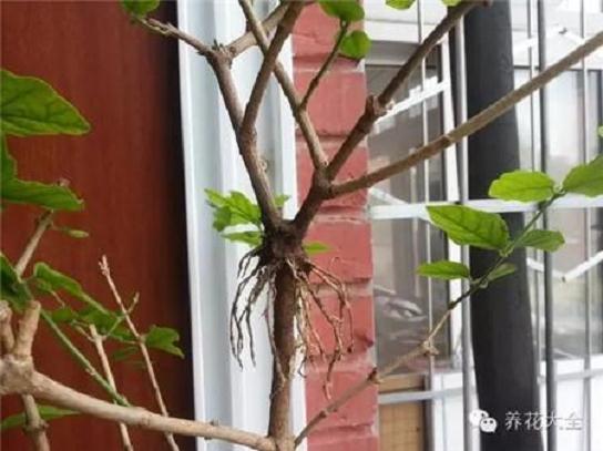 花卉压条怎么繁殖育苗