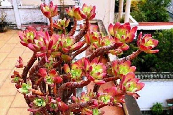 为什么红稚莲多肉在冬天开花了