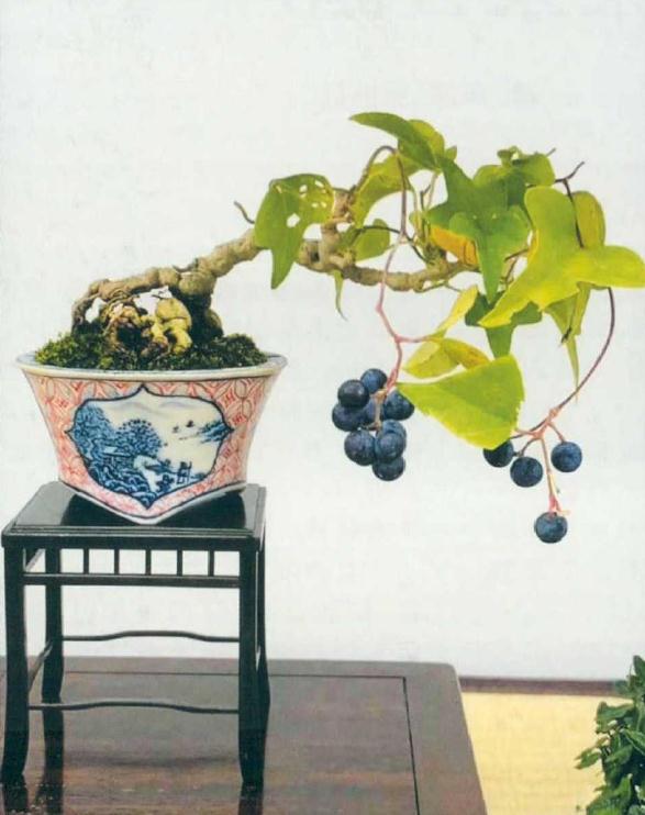 日本秋雅展花果盆景欣赏