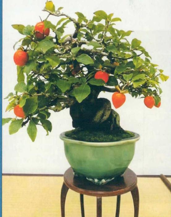 日本秋雅展花果盆景欣赏