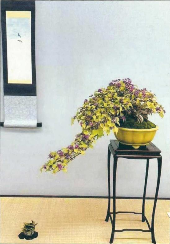 日本秋雅展花果盆景欣赏