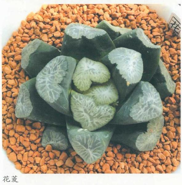 万象多肉的品种特征有哪些