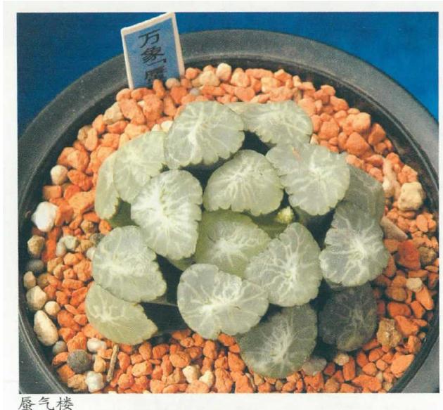 万象多肉的品种特征有哪些