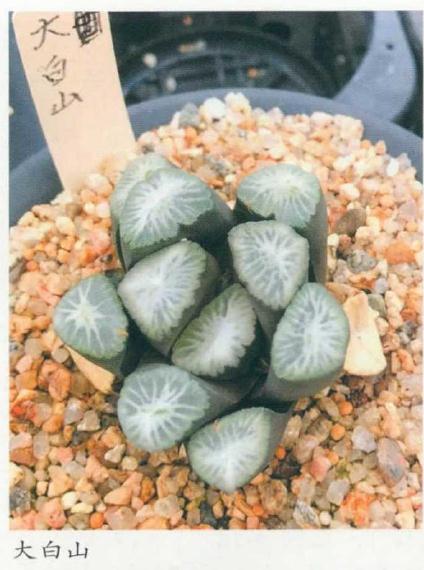 万象多肉的品种特征有哪些