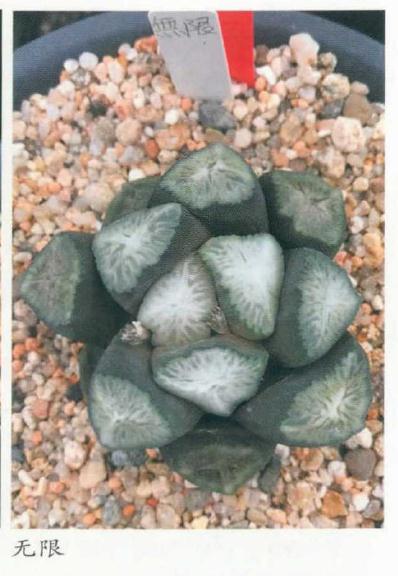 养护万象多肉怎么浇水施肥