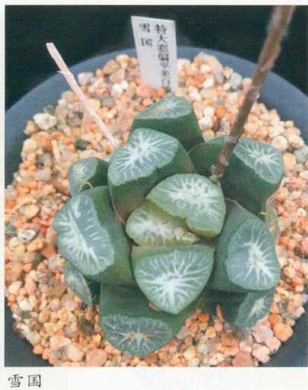 养护万象多肉怎么浇水施肥