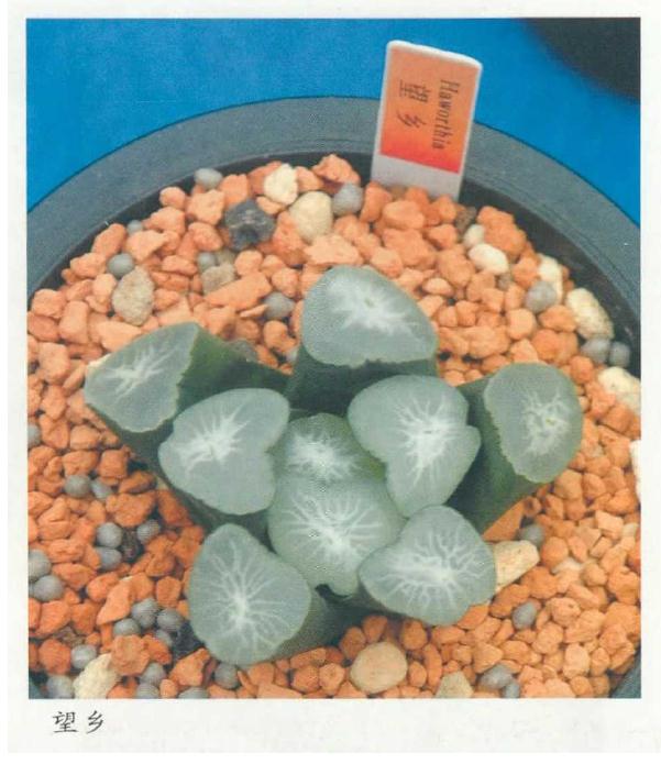 万象多肉怎么繁殖