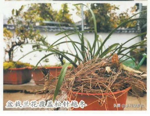 冬季室外兰花怎么防冻