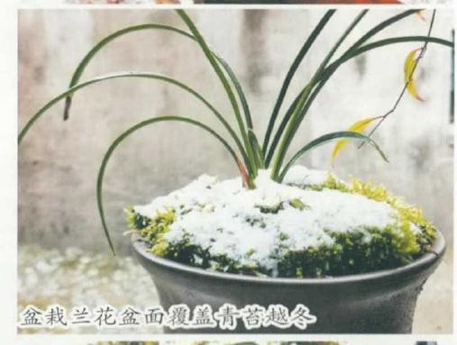 冬季室外兰花怎么防冻