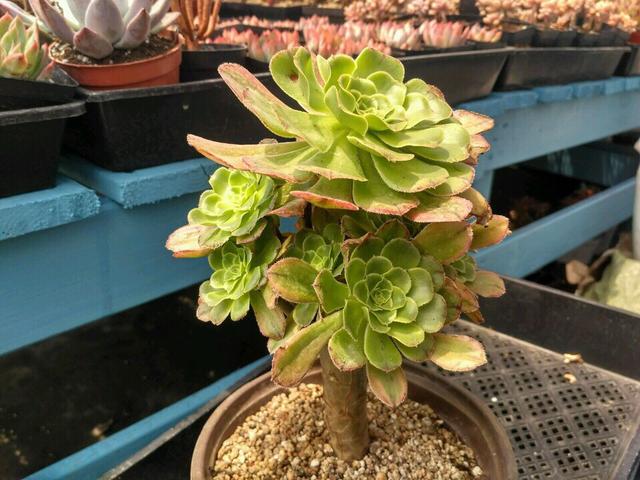 养法师多肉怎么控制空气湿度的方法