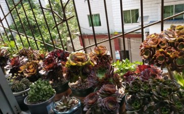 养法师多肉怎么控制空气湿度的方法