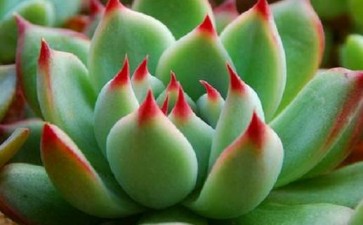 吉娃娃多肉养了1年了 最近变瘦了 图片