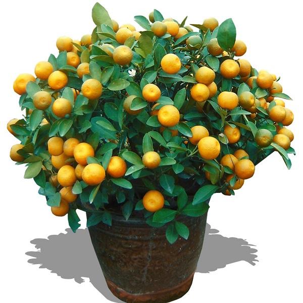 金桔盆景怎么浇水施肥