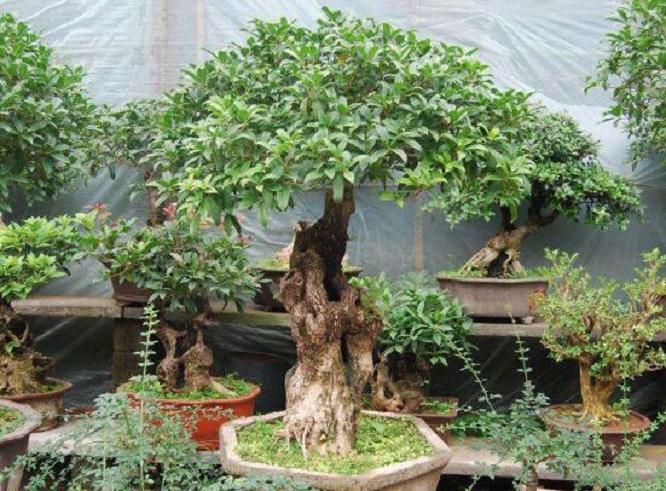 冬季盆景的室内温度怎么把握