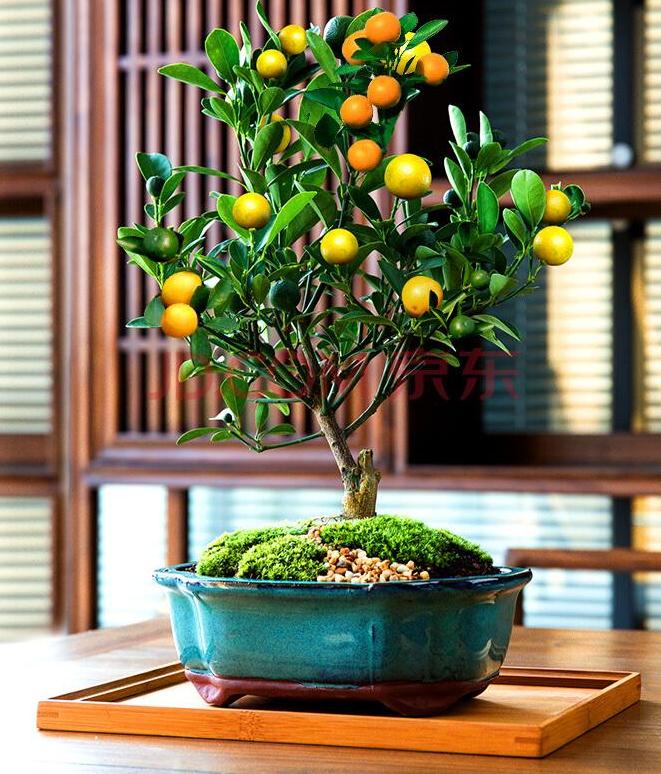 金桔盆景怎么光照温度
