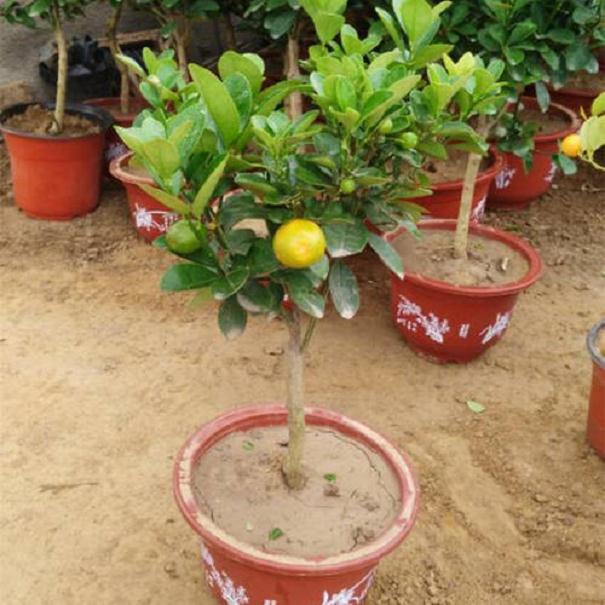 养护金桔盆景怎么肥水管理和整形修剪