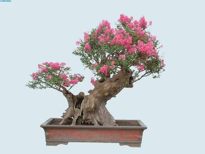 紫薇盆景怎么肥水管理和整形修枝