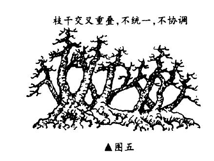 一本多干丛林盆景怎么布局造型的方法