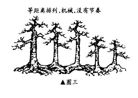 一本多干丛林盆景怎么布局造型的方法