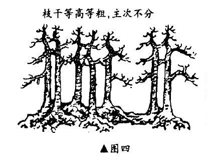 一本多干丛林盆景怎么布局造型的方法