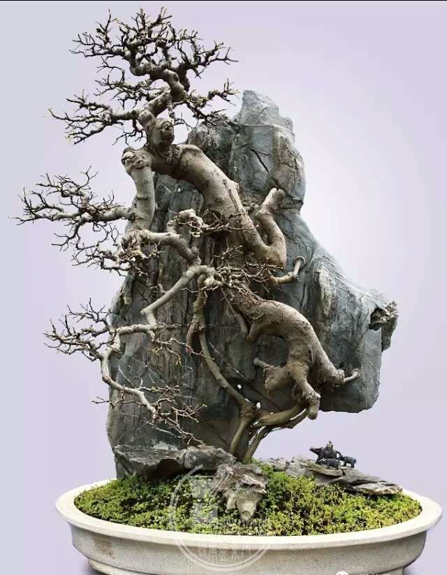 附石盆景怎么石树盆配置的方法