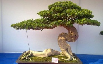 有关中国盆景起源的各类学说