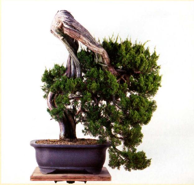 图解 真柏盆景怎么造型的实例