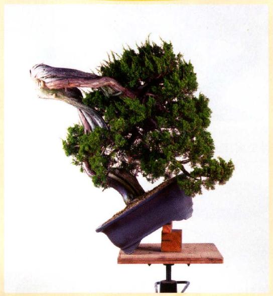 图解 真柏盆景怎么造型的实例