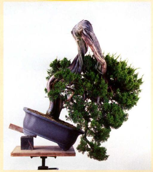图解 真柏盆景怎么造型的实例